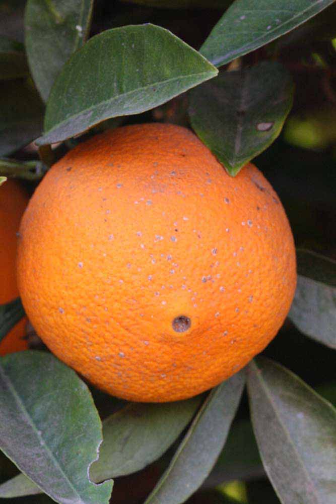            Fruit (Summer Workman, Riverside, CA)   